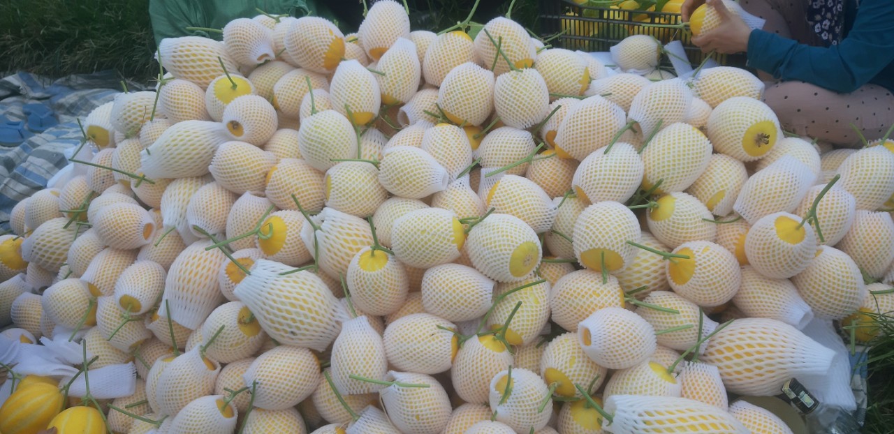 NGHI LONG: Triển vọng trồng dưa lê Hàn Quốc Wonyeong trong nhà lưới